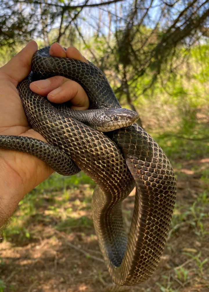 Black Rat Snake